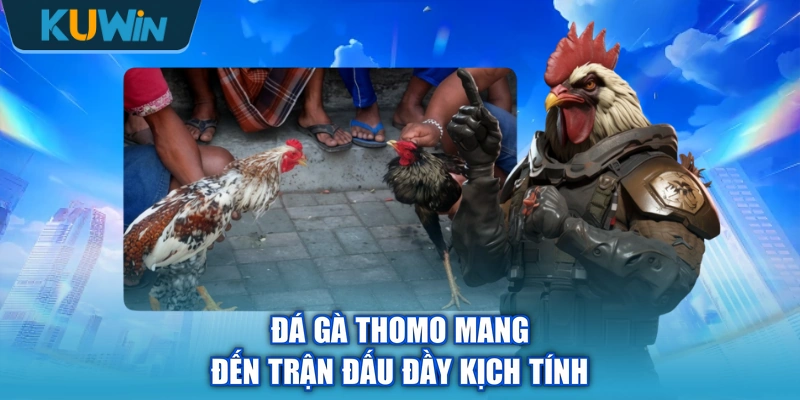 Đá gà Thomo mang đến trận đấu đầy kịch tính