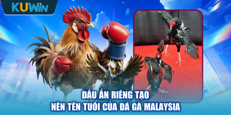 Dấu ấn riêng tạo nên tên tuổi của đá gà Malaysia