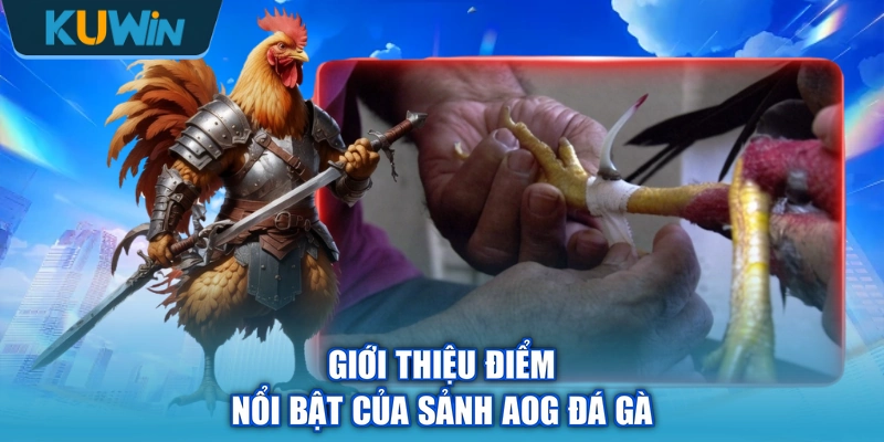Giới thiệu điểm nổi bật của sảnh AOG đá gà